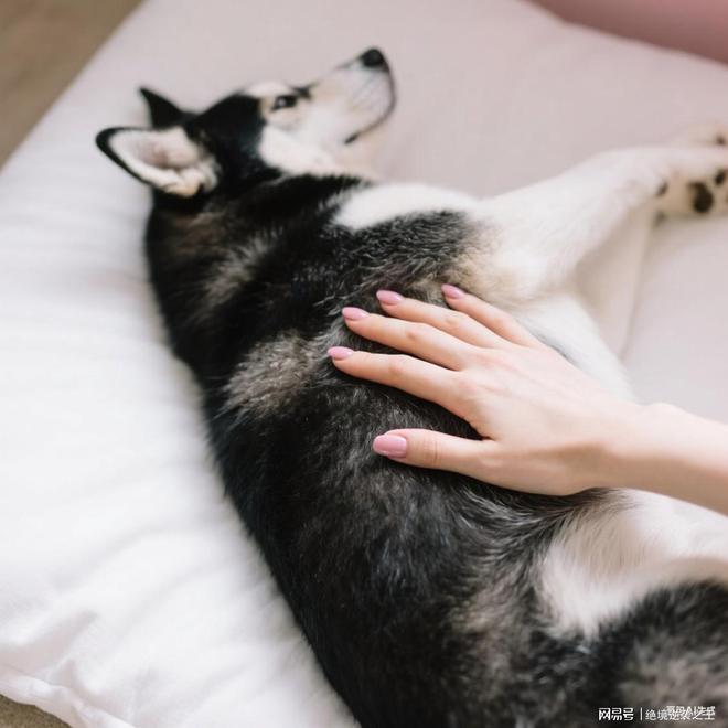 2025年哈士奇专用狗粮排名你家狗粮选对了吗？(图5)