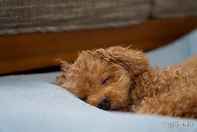 科学揭示狗狗熟睡的关键迹象助力主人改善宠物睡眠。(图2)