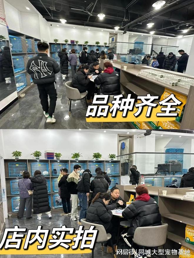 九游app：东莞哪里可以买宠物猫狗？这里有你想要的还能亲自挑选宠物哦(图4)