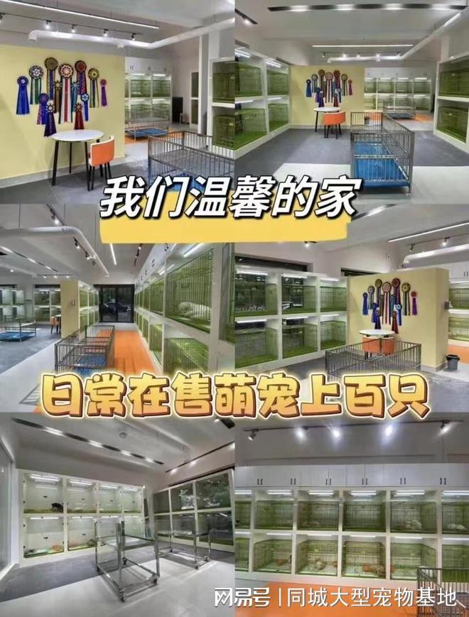 杭州宠物猫狗哪里买靠谱？这里买宠物放心还能去实体店挑选(图4)