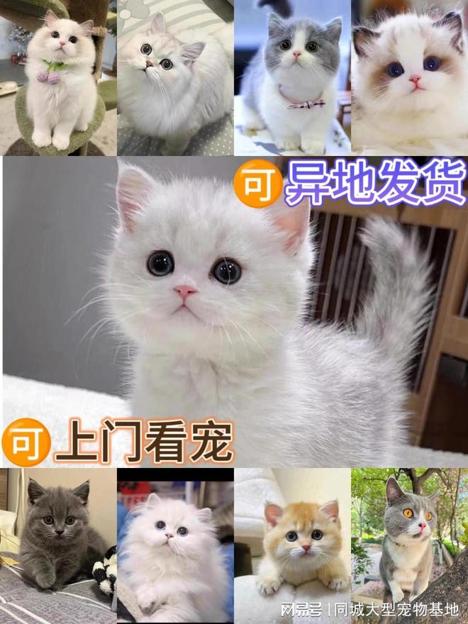 九游体育：深圳宠物猫狗哪里买靠谱？这里买宠物放心还能去实体店挑选(图2)