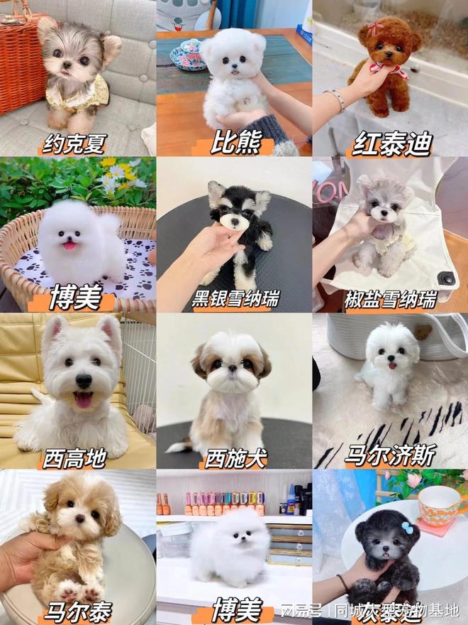 无锡哪里买宠物靠谱安全？这儿有实体店可选放心大胆挑吧(图2)