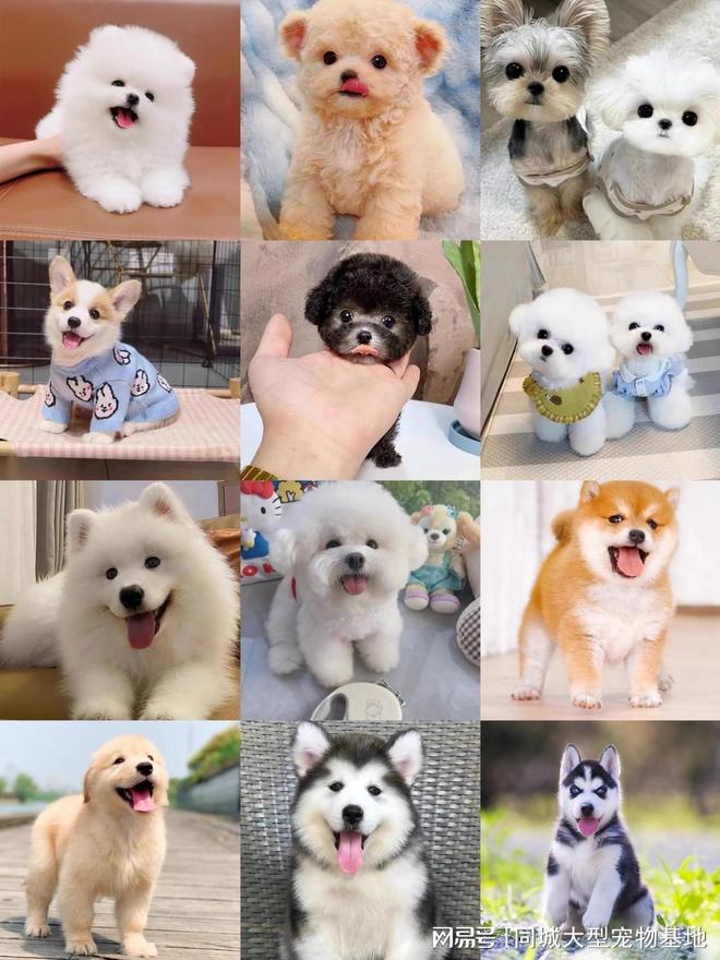 南京宠物猫狗哪里买靠谱？这里买宠物放心还能去实体店挑选(图2)