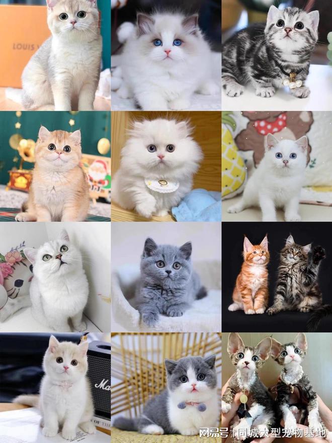 南京宠物猫狗哪里买靠谱？这里买宠物放心还能去实体店挑选(图3)