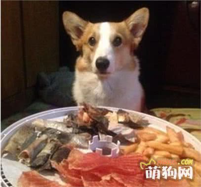 九游app：天天吃狗粮教你一个懒人自制狗粮方法美味又健康！(图5)