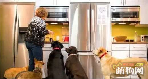 九游app：天天吃狗粮教你一个懒人自制狗粮方法美味又健康！(图2)