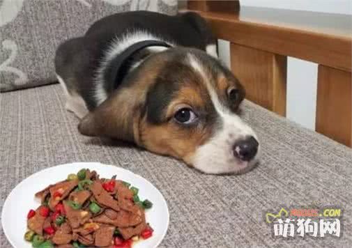 九游app：天天吃狗粮教你一个懒人自制狗粮方法美味又健康！(图4)