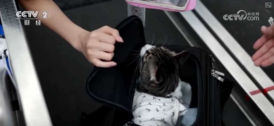 九游app：突破8114亿元！科技重塑“它经济” “毛孩子”情感消费撬动经济新支点(图2)