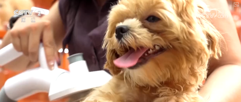 九游app：突破8114亿元！科技重塑“它经济” “毛孩子”情感消费撬动经济新支点(图16)