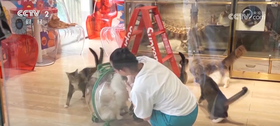 九游app：突破8114亿元！科技重塑“它经济” “毛孩子”情感消费撬动经济新支点(图10)