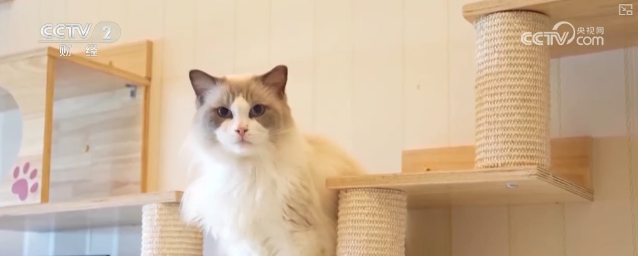 九游app：突破8114亿元！科技重塑“它经济” “毛孩子”情感消费撬动经济新支点(图8)