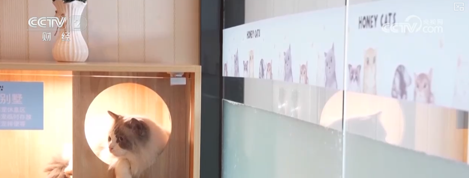 九游app：突破8114亿元！科技重塑“它经济” “毛孩子”情感消费撬动经济新支点(图7)