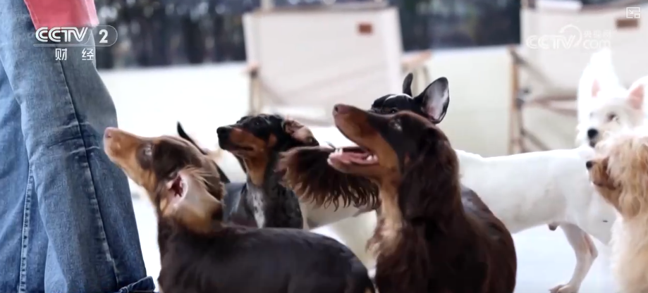 九游app：突破8114亿元！科技重塑“它经济” “毛孩子”情感消费撬动经济新支点(图19)