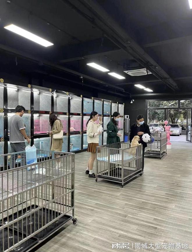 深圳哪里有正规宠物基地？这里实体店选购宠物安全更值得信赖(图4)
