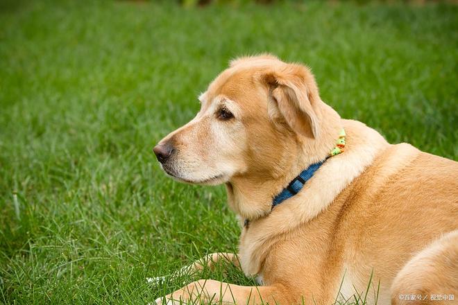 九游官网入口：如何有效护理狗狗远离烦人的“头皮屑”问题！(图4)