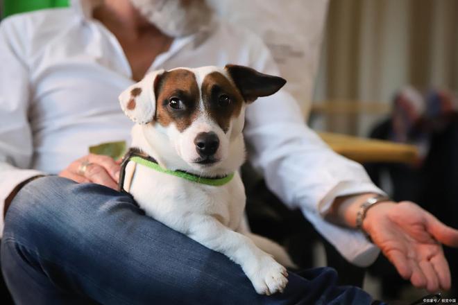 九游官网入口：如何有效护理狗狗远离烦人的“头皮屑”问题！(图3)