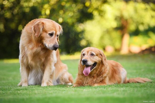 九游官网入口：如何有效护理狗狗远离烦人的“头皮屑”问题！(图2)