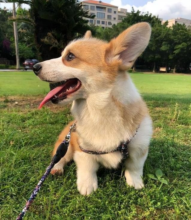 柯基害怕的5件事：第三条做了心碎就在一瞬间！(图10)