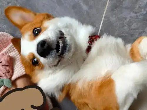 柯基害怕的5件事：第三条做了心碎就在一瞬间！(图12)