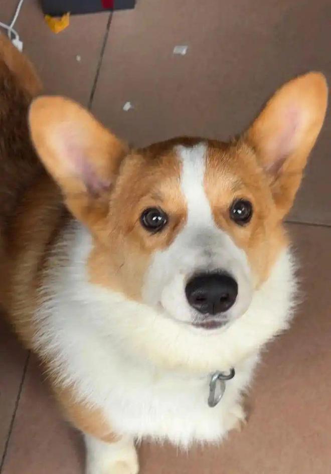 柯基害怕的5件事：第三条做了心碎就在一瞬间！(图6)