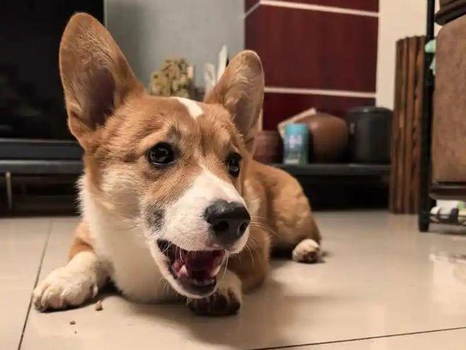 柯基害怕的5件事：第三条做了心碎就在一瞬间！(图3)