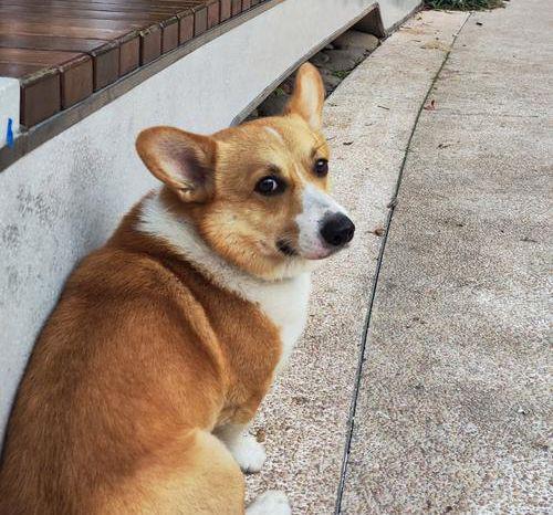 柯基害怕的5件事：第三条做了心碎就在一瞬间！(图8)