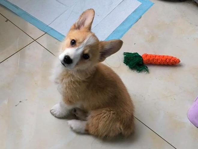 柯基害怕的5件事：第三条做了心碎就在一瞬间！(图5)