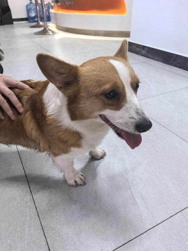 柯基害怕的5件事：第三条做了心碎就在一瞬间！(图4)