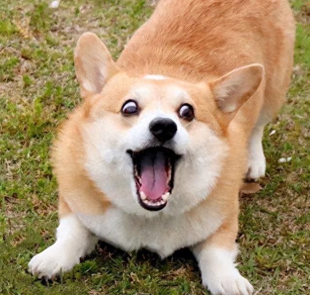 柯基害怕的5件事：第三条做了心碎就在一瞬间！(图2)