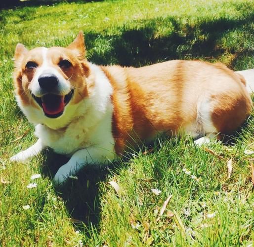 柯基害怕的5件事：第三条做了心碎就在一瞬间！(图7)