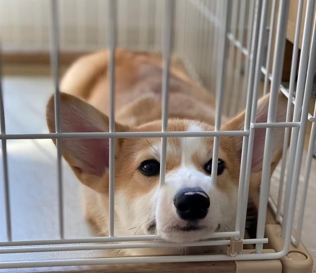 柯基害怕的5件事：第三条做了心碎就在一瞬间！(图9)