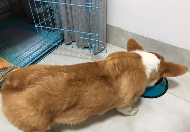 柯基害怕的5件事：第三条做了心碎就在一瞬间！(图11)