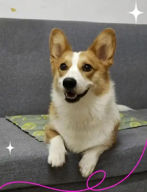 柯基害怕的5件事：第三条做了心碎就在一瞬间！(图13)