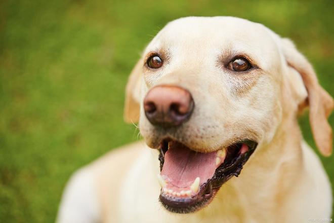 姑娘果狗狗的营养宝藏还是潜在危机？(图3)