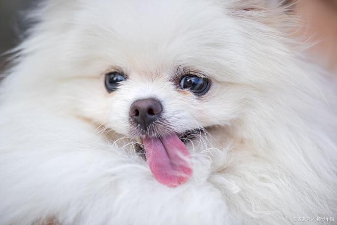 姑娘果狗狗的营养宝藏还是潜在危机？(图4)