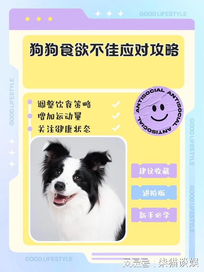 九游app：狗狗挑食破冰法：三步打造美食家毛孩(图3)