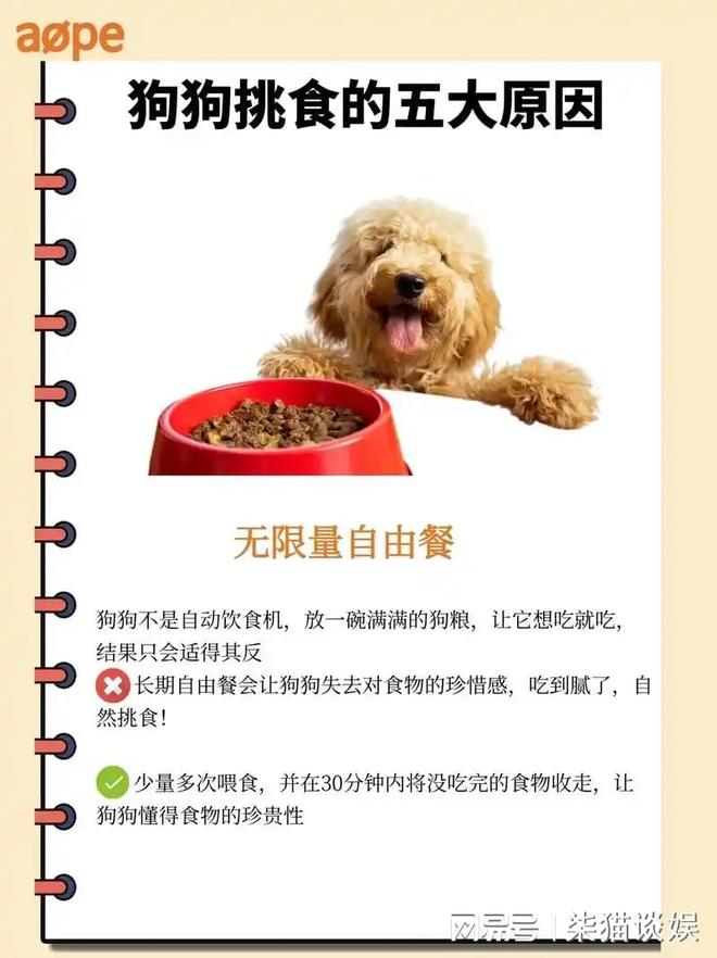 九游app：狗狗挑食破冰法：三步打造美食家毛孩(图2)