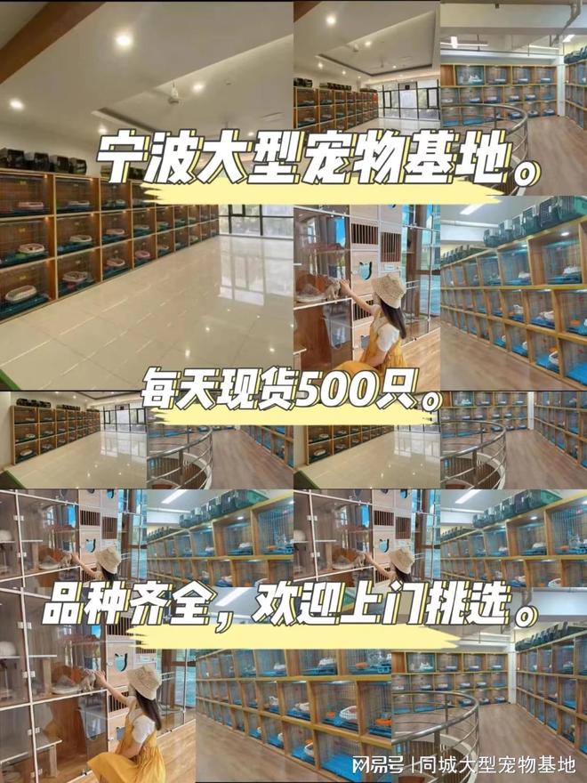 宁波买宠物猫狗哪里便宜？这里安全可靠还能实地选宠物不虚此行(图1)