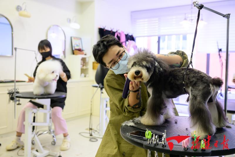 深读｜小萌宠撬动大市场(图1)