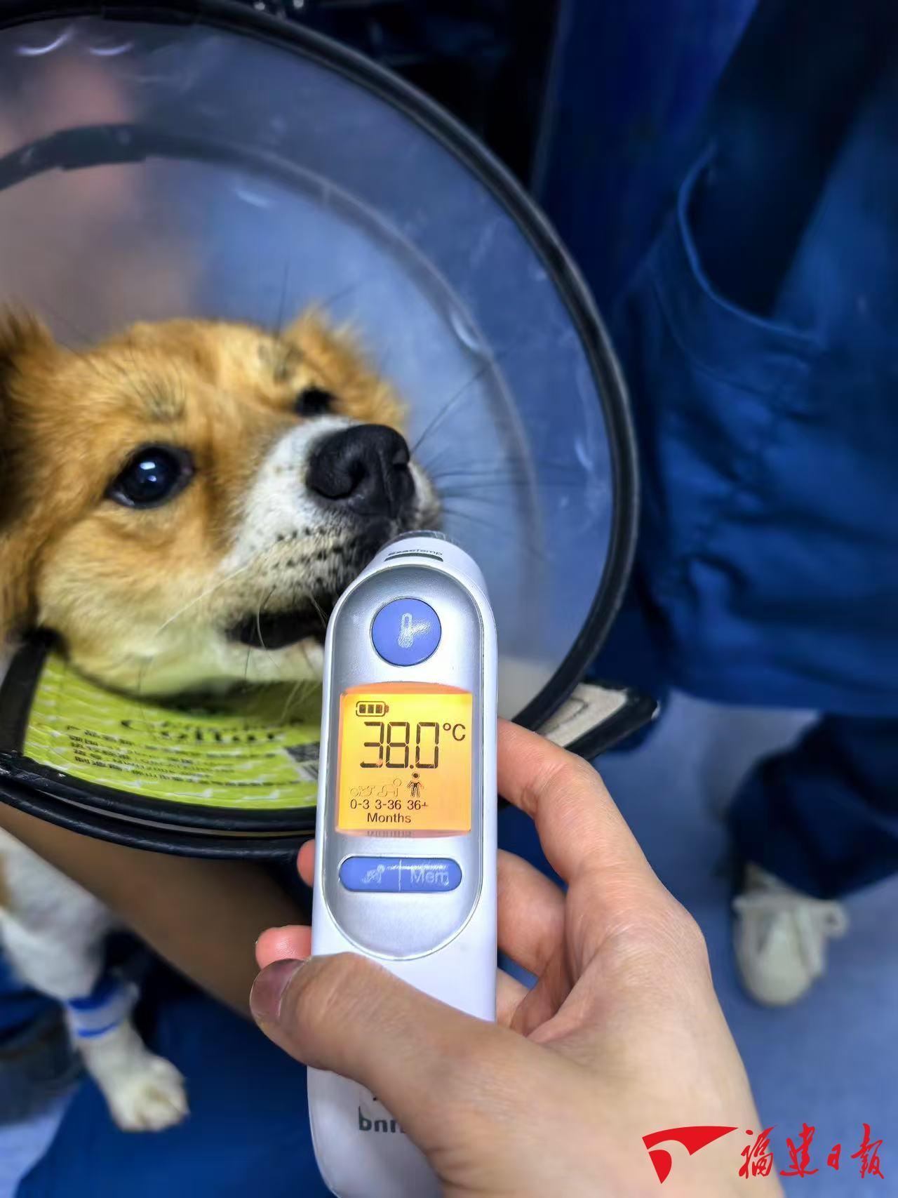 深读｜小萌宠撬动大市场(图3)