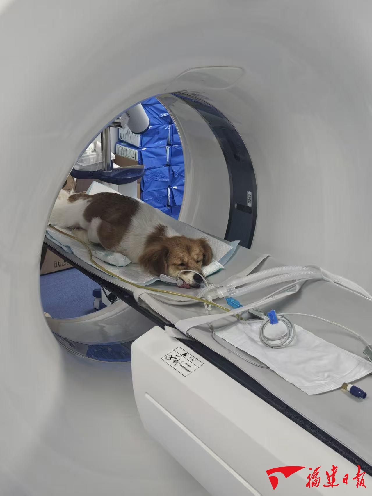 深读｜小萌宠撬动大市场(图4)