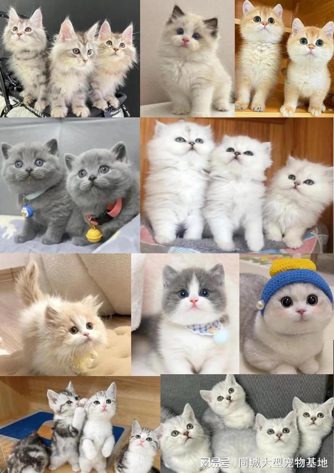 东莞哪里卖宠物猫狗的选择性多？这里安全可靠能挑选心仪的宠物(图2)