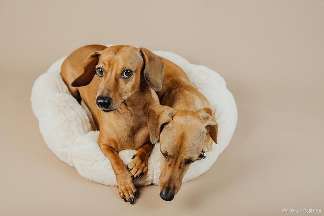 狗狗经期洗澡注意事项保护健康从这里开始！(图2)