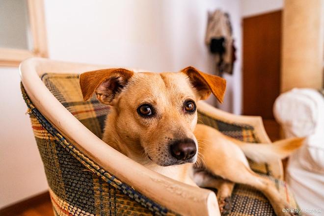 狗狗经期洗澡注意事项保护健康从这里开始！(图1)