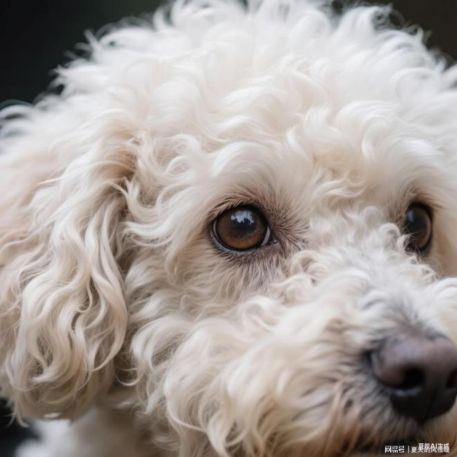 比熊白富美养成记：选什么狗粮才能告别泪痕、亮泽(图12)