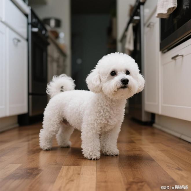 比熊白富美养成记：选什么狗粮才能告别泪痕、亮泽(图10)