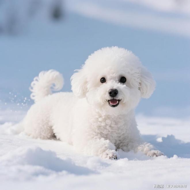 比熊白富美养成记：选什么狗粮才能告别泪痕、亮泽(图15)