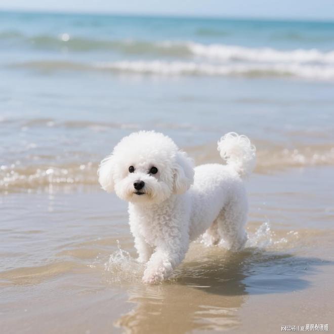 比熊白富美养成记：选什么狗粮才能告别泪痕、亮泽(图13)