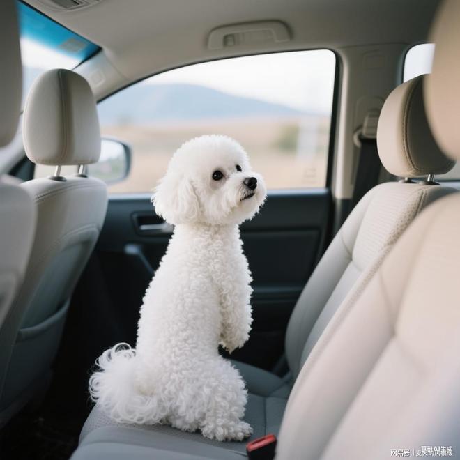 比熊白富美养成记：选什么狗粮才能告别泪痕、亮泽(图17)