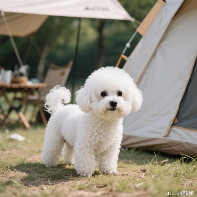 比熊白富美养成记：选什么狗粮才能告别泪痕、亮泽(图20)